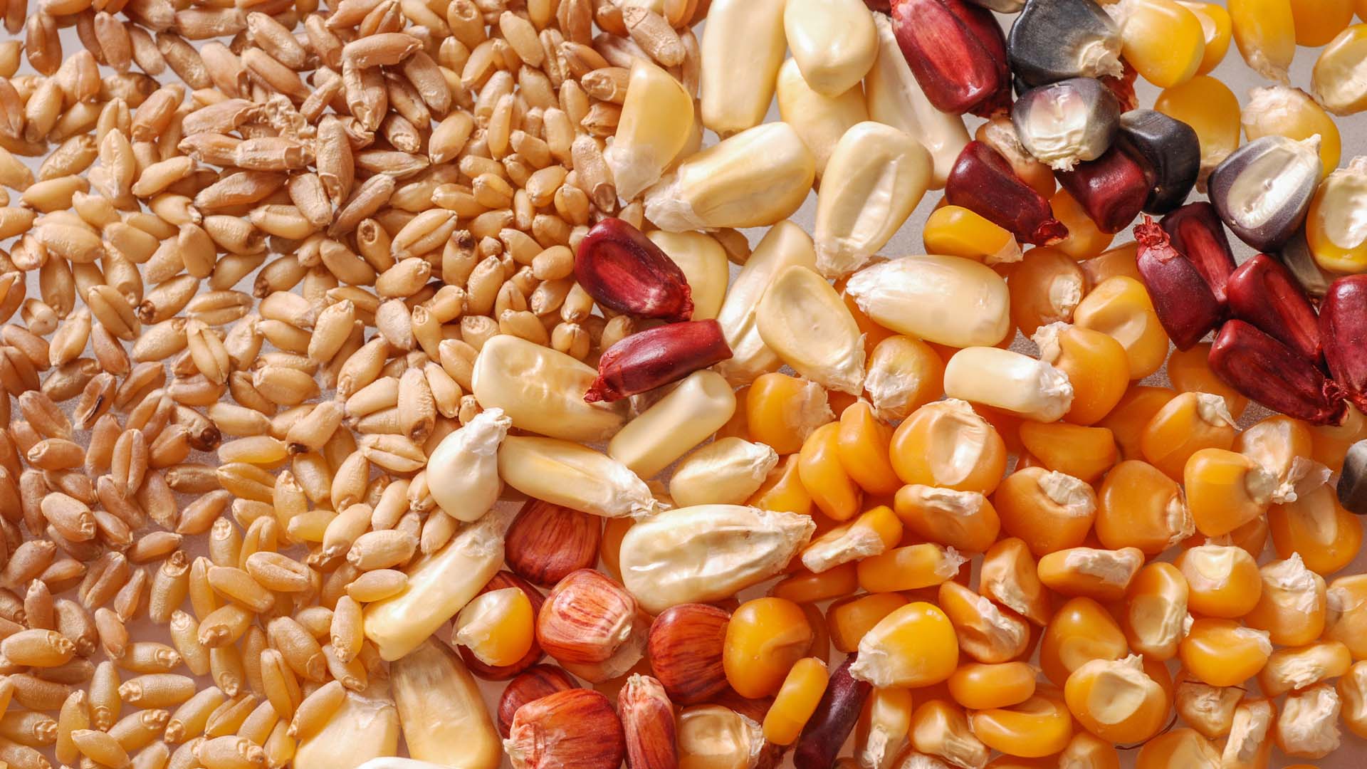 Giá các loại hạt giống ngô trên thị trường cập nhật ngày 13/03/2024