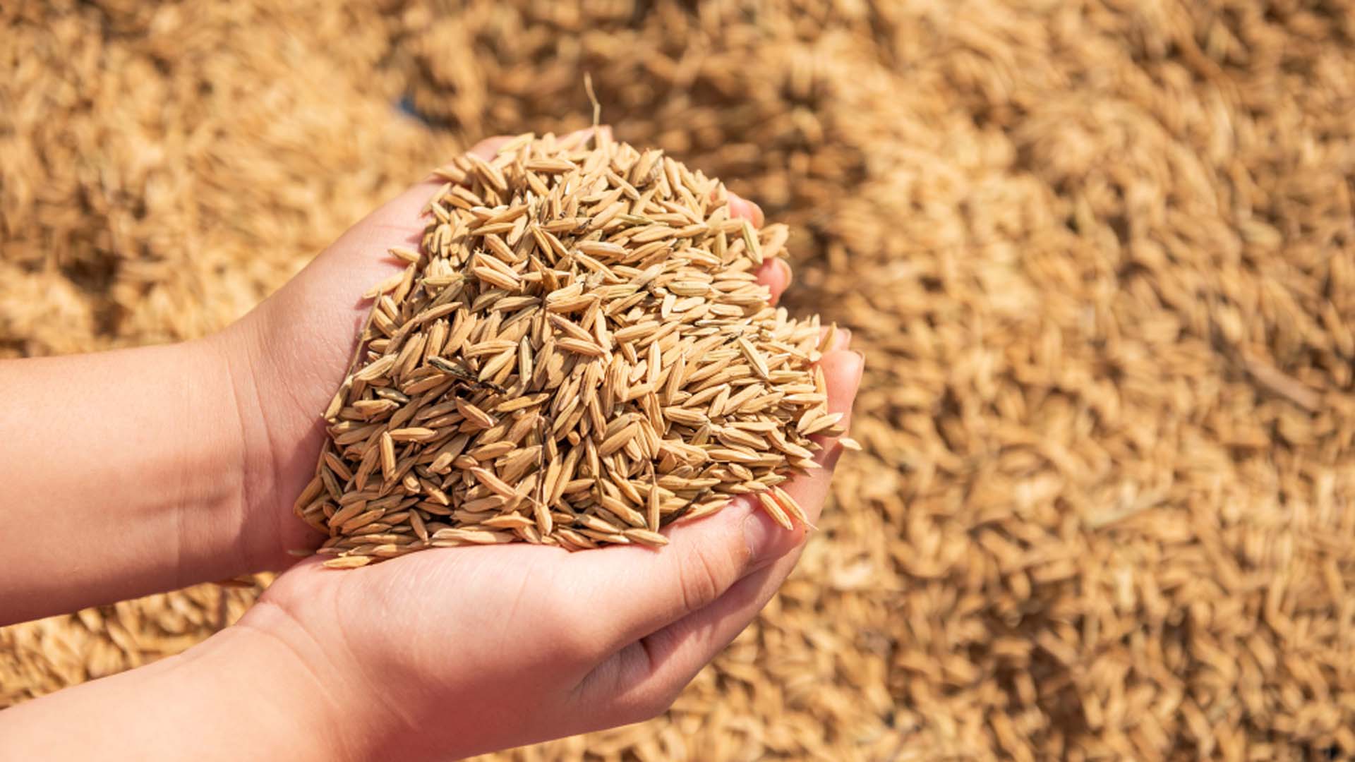Giá các loại hạt giống lúa trên thị trường cập nhật ngày 03/05/2024