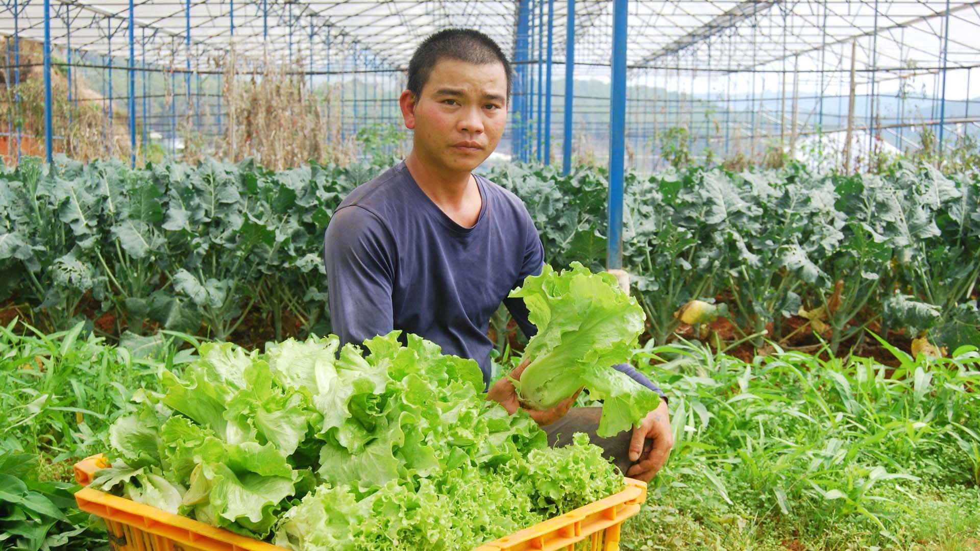 Lâm Đồng: Liên kết chuỗi sản xuất hữu cơ