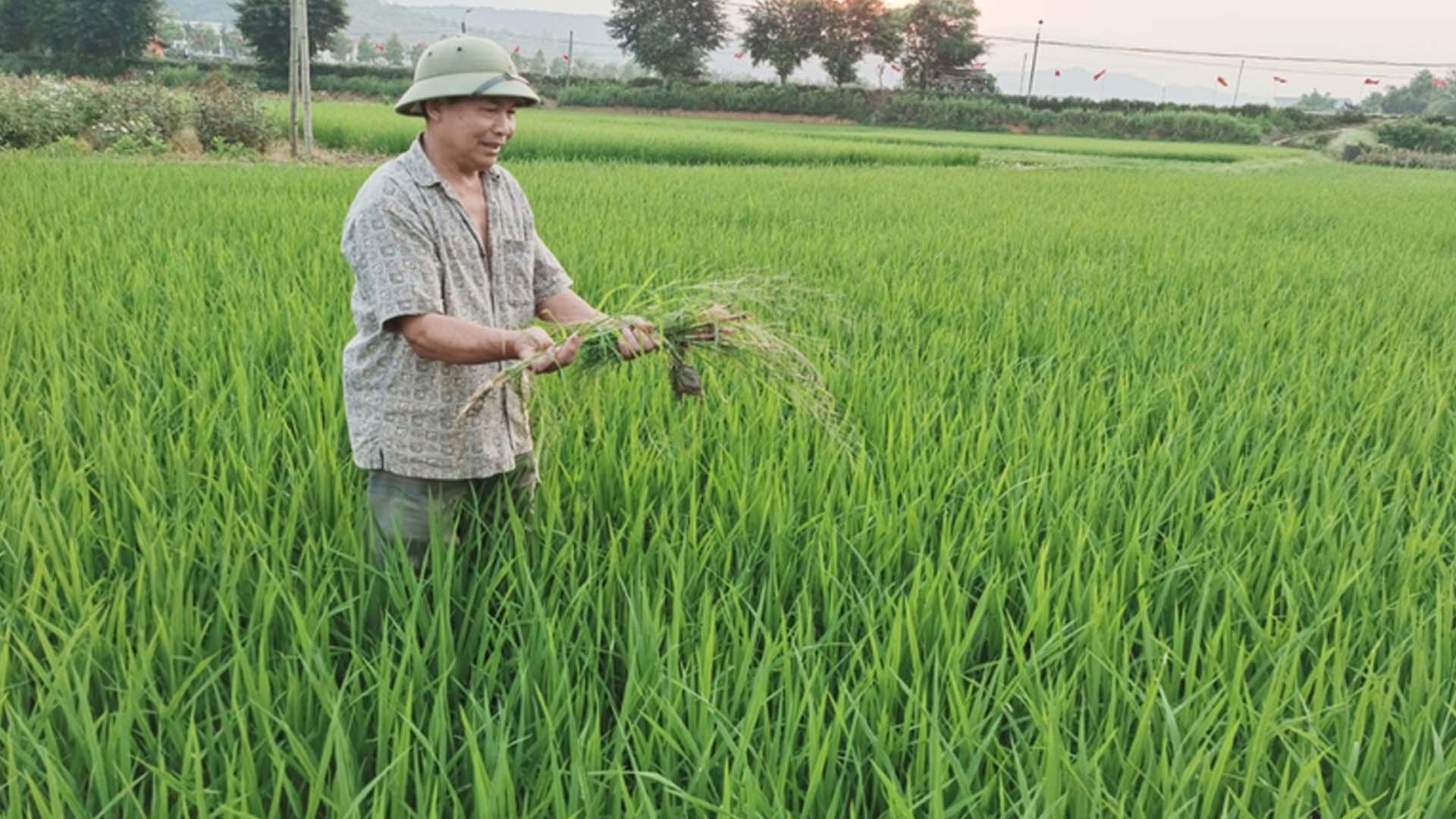 Lào Cai: Tăng cường kiểm tra đồng ruộng, phòng trừ sinh vật hại lúa xuân