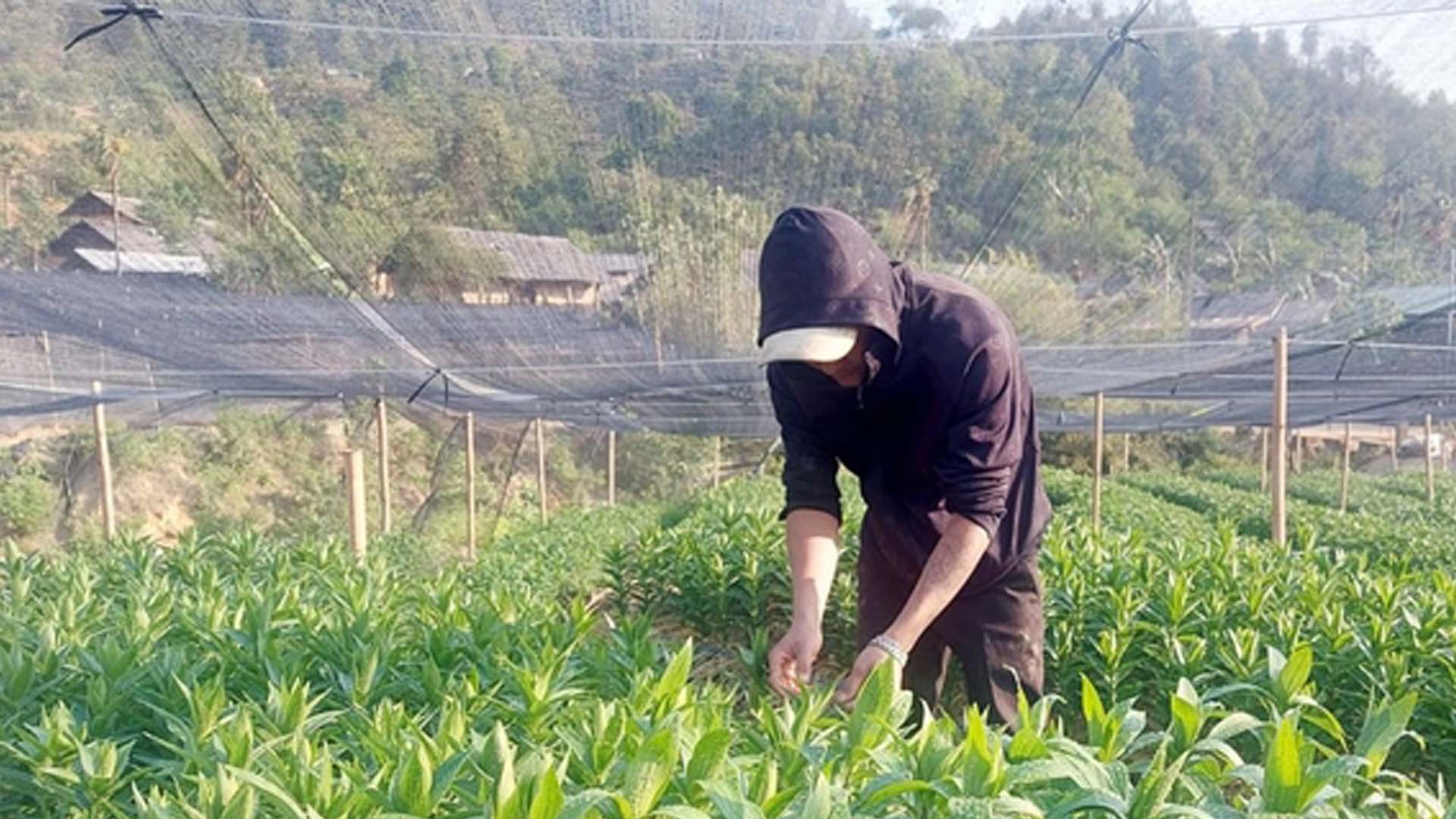 Lào Cai: Các doanh nghiệp đầu tư trồng 26 ha hoa ly tại xã Y Tý