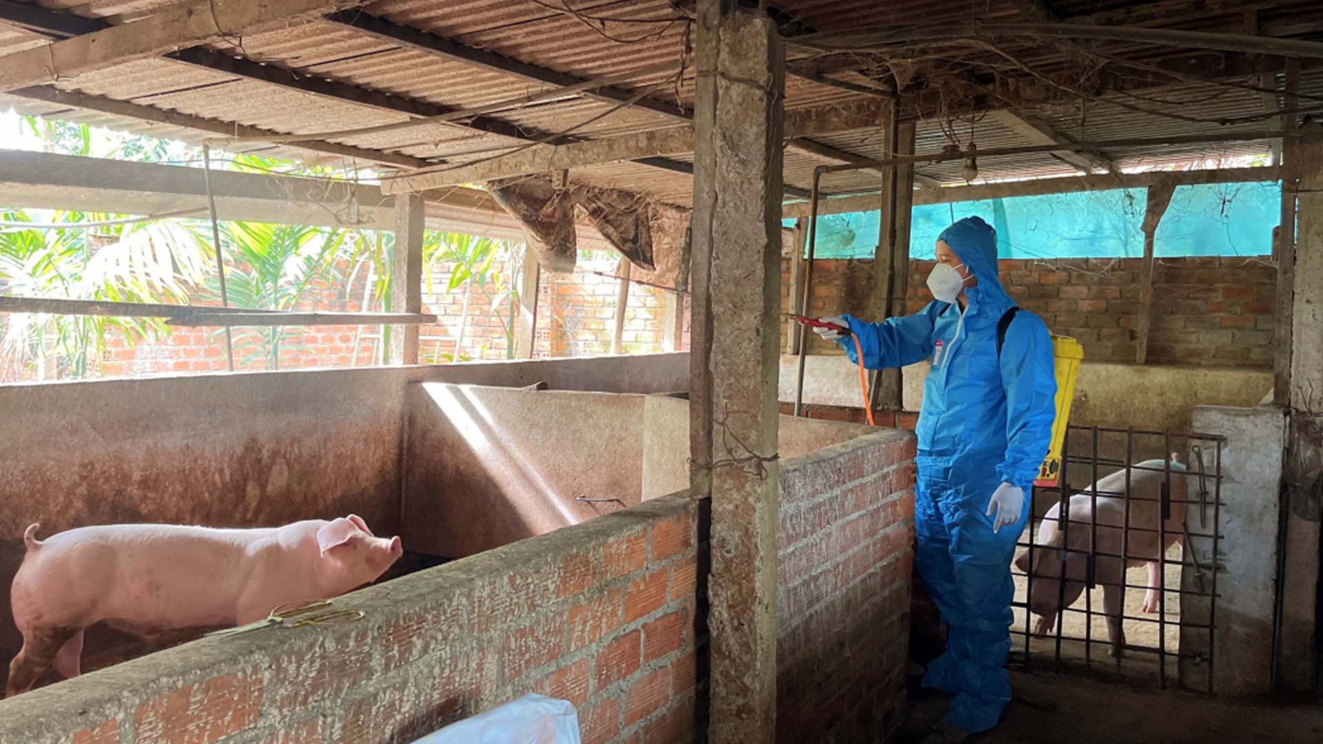 Đắk Lắk: Cư Kuin quyết liệt phòng, chống bệnh dịch tả lợn châu Phi