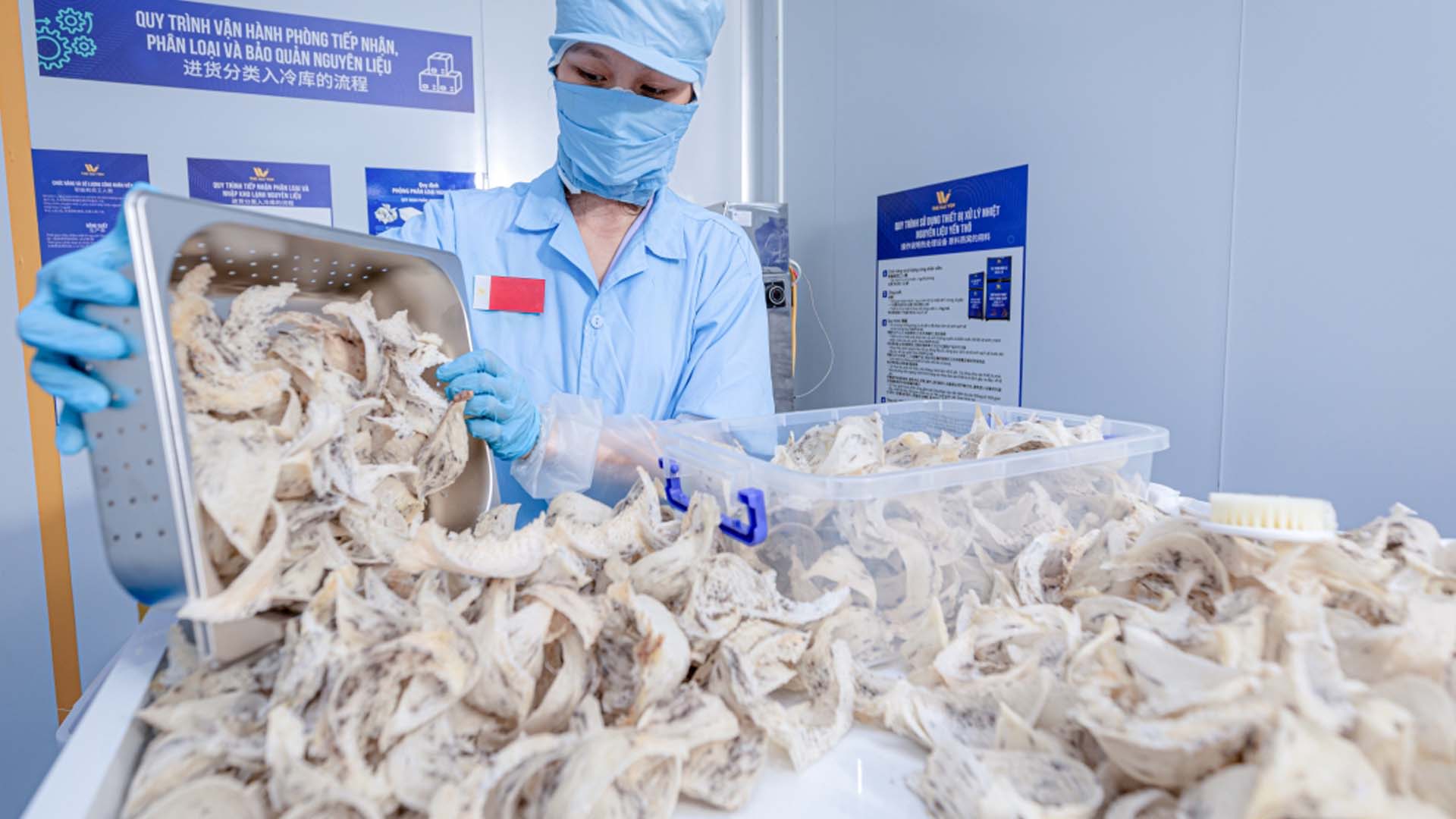 Khánh Hòa: The Hải Yến Nha Trang chính thức xuất khẩu tổ yến sang Trung Quốc 