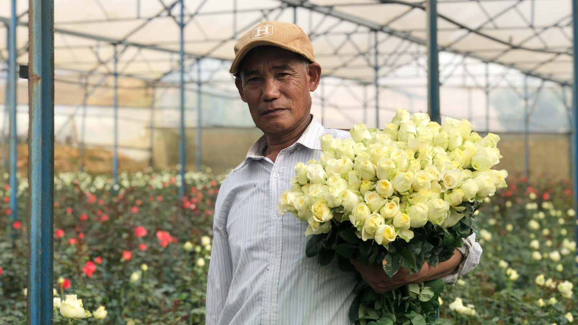 Lâm Đồng: Nông dân liên kết trồng hoa hồng với doanh nghiệp