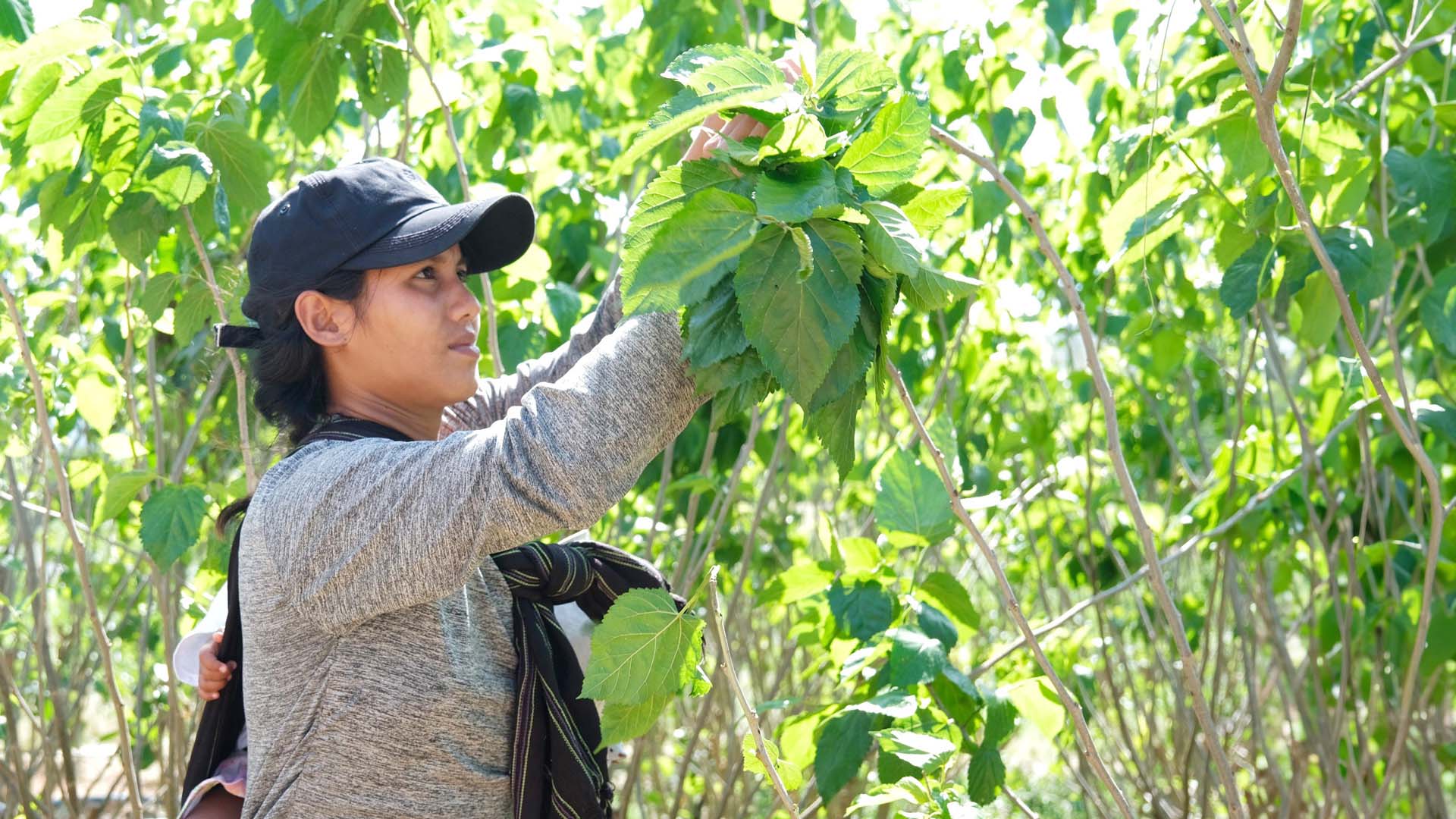 Lâm Đồng: Vùng quê hiền hòa với mức thu nhập ổn định nhờ nghề trồng dâu