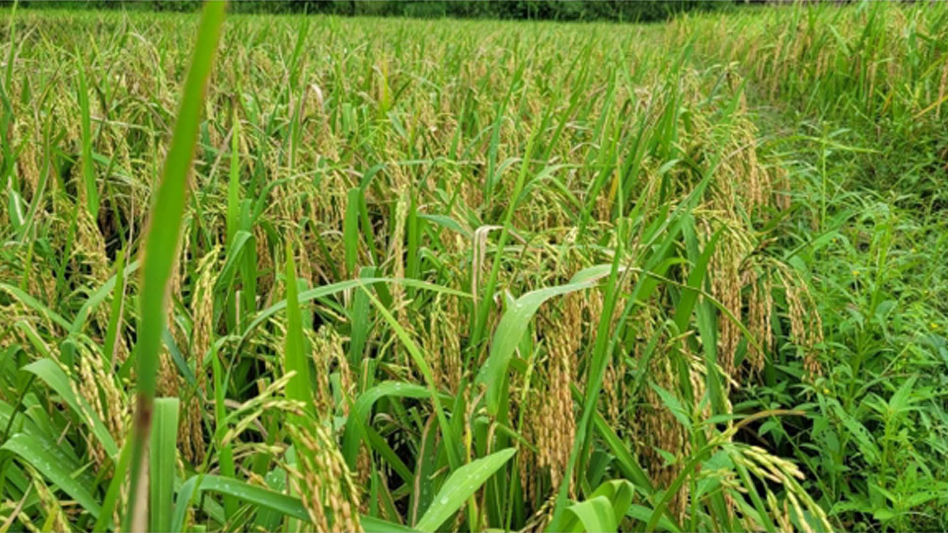 Lào Cai: Chủ động nguồn giống phục vụ sản xuất lúa Séng cù