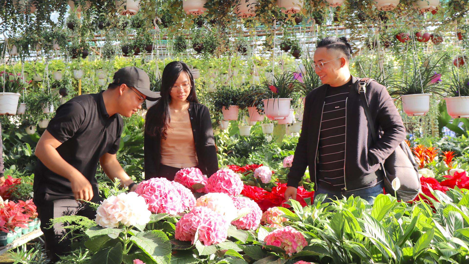 Tây Ninh: Nhà vườn chuẩn bị hoa kiểng phục vụ thị trường Tết