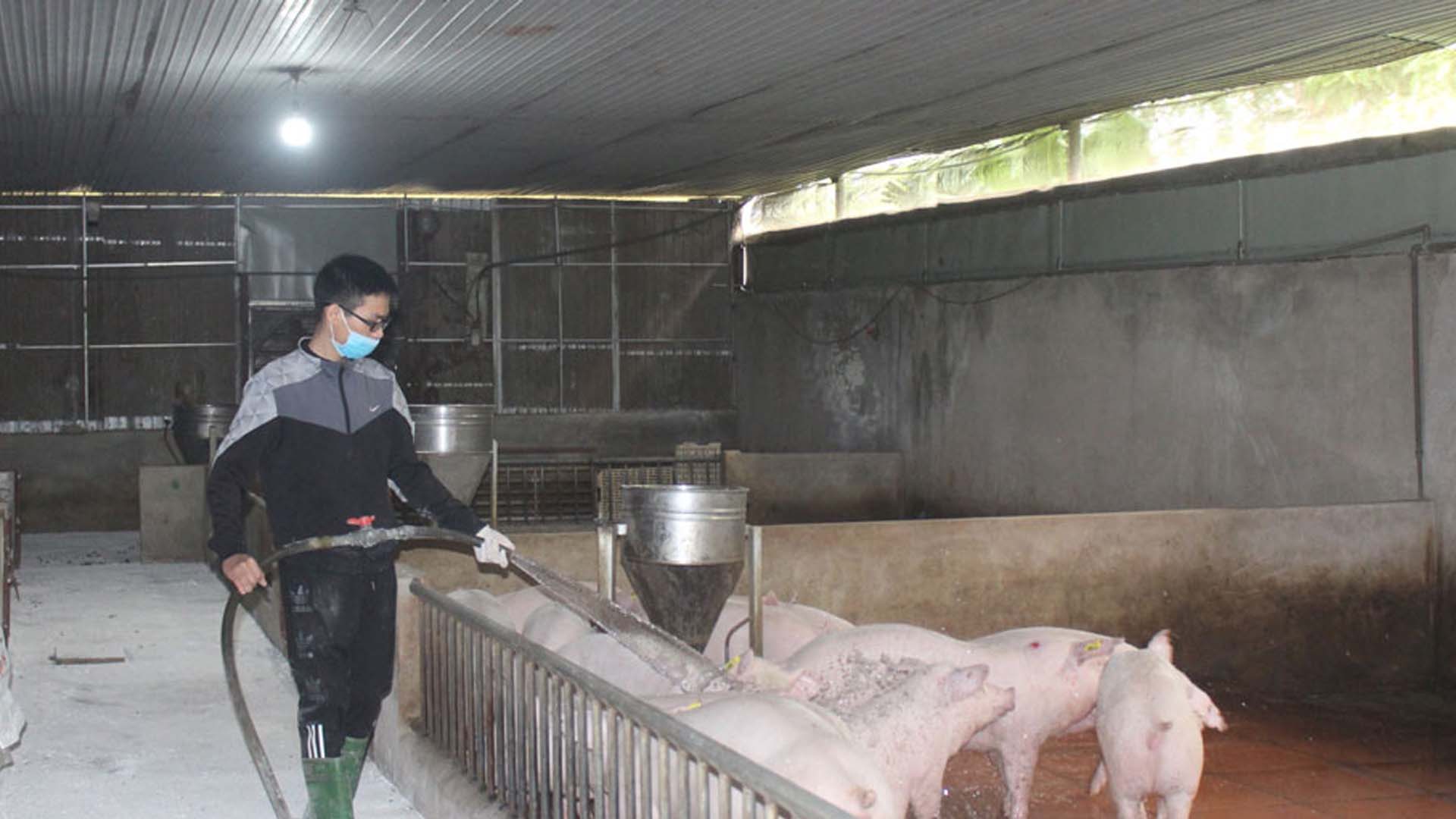 Thái Nguyên: Phát triển chăn nuôi gắn với bảo vệ môi trường ở Phổ Yên