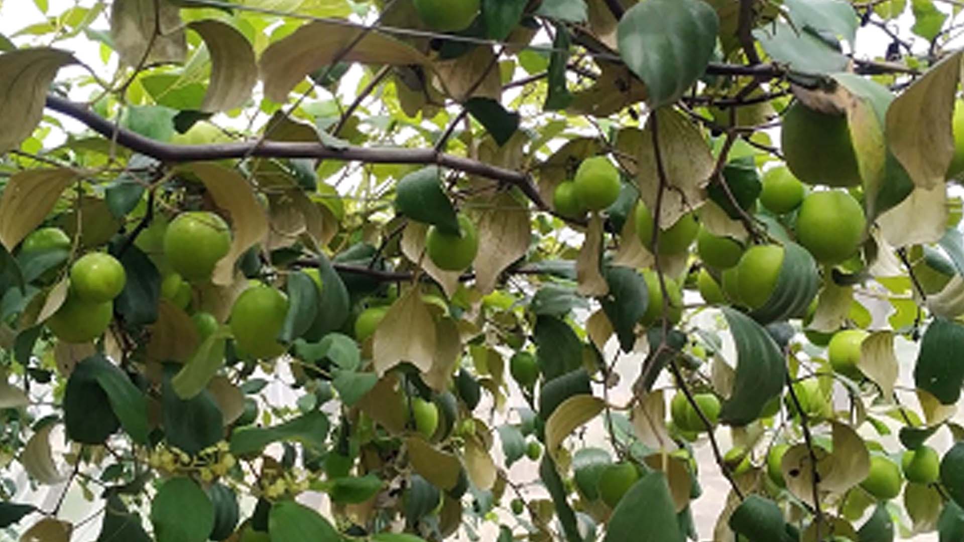 Bình Thuận: Thành công mô hình thâm canh táo hướng hữu cơ đạt tiêu chuẩn VietGAP