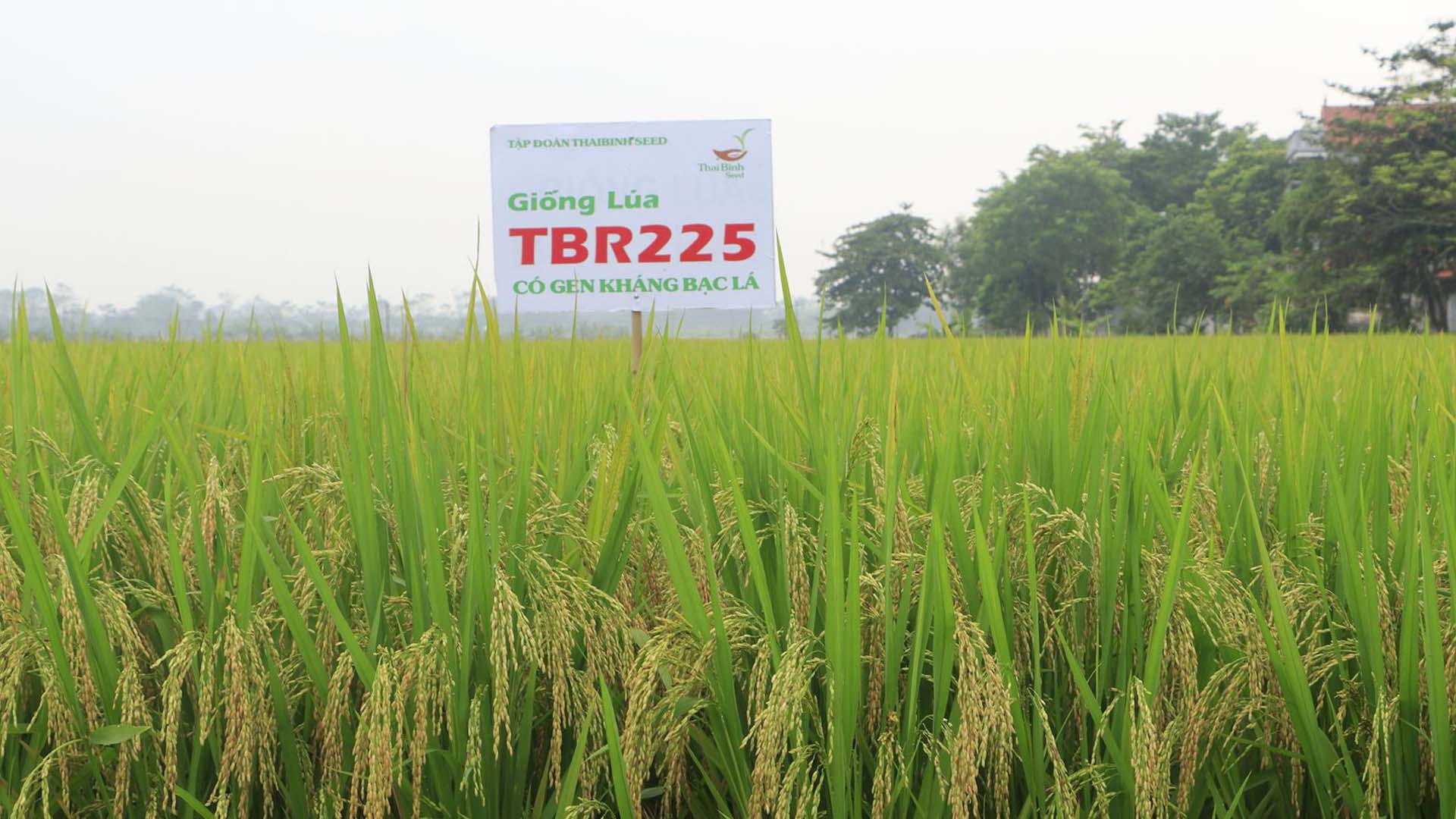 Bắc Giang: Lạng Giang triển khai gần 11 ha giống lúa mới, chất lượng vụ Xuân