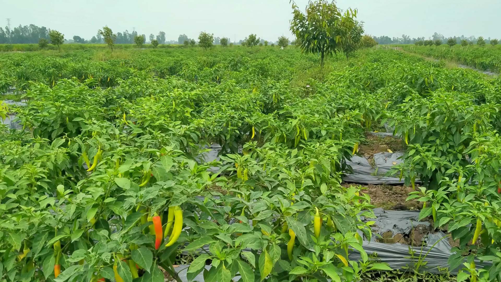 Kiên Giang: Trồng ớt sừng vàng xen canh trong vườn cây ăn trái, đem lại thu nhập cao