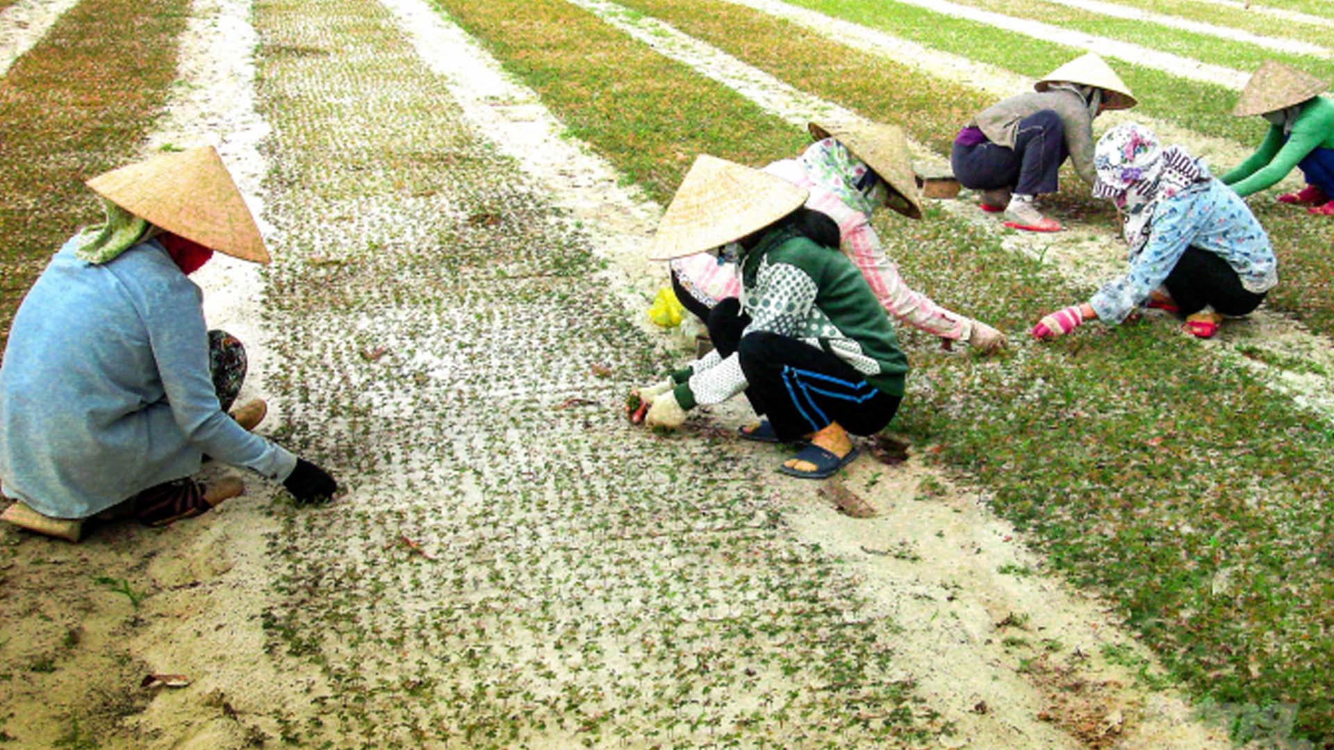 Quảng Trị: Trồng cây ném cho thu nhập gấp 3 lần cây lúa