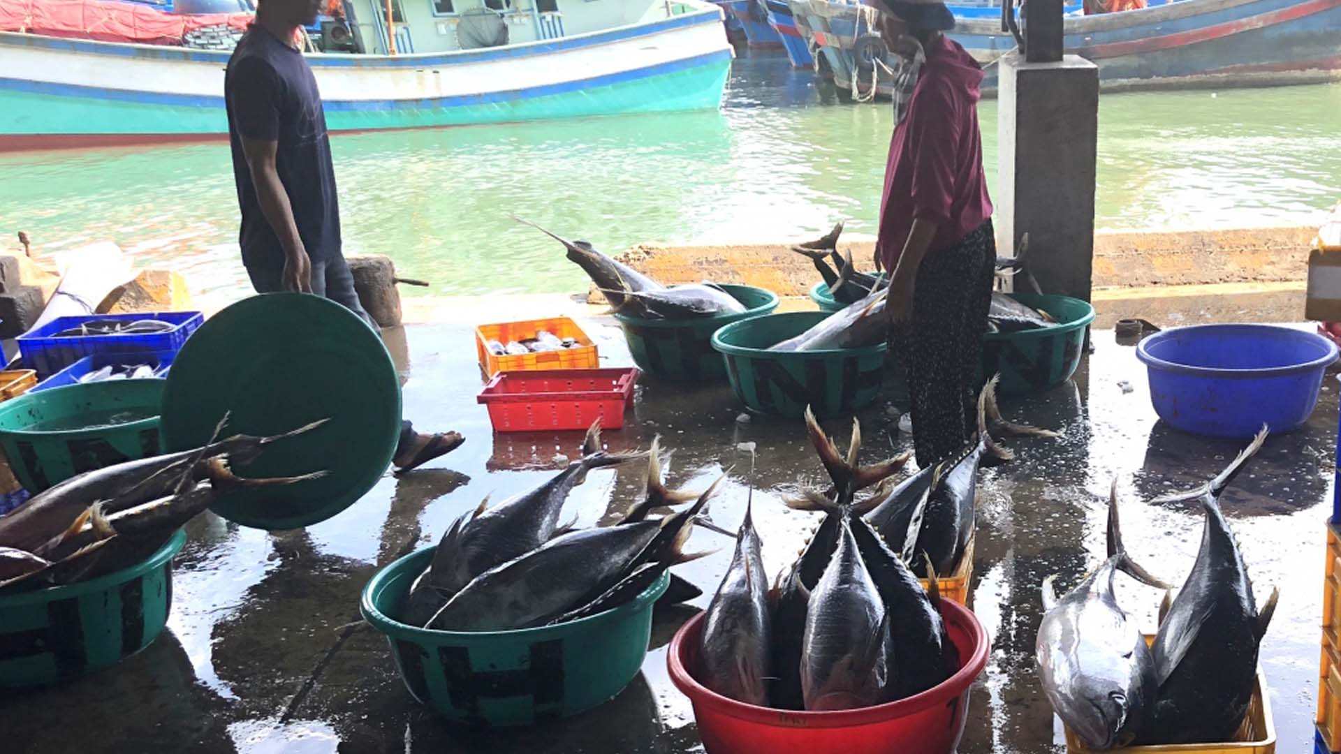 Khánh Hòa: Cảng Hòn Rớ đón 7 tàu đánh cá xa bờ cập cảng với sản lượng hơn 120 tấn