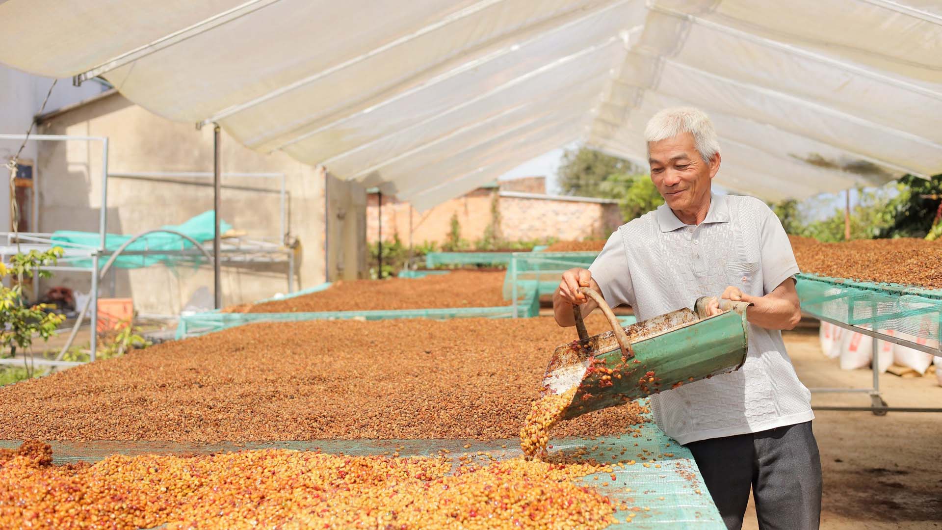 Lâm Đồng: Lão nông kiên định với cà phê hữu cơ