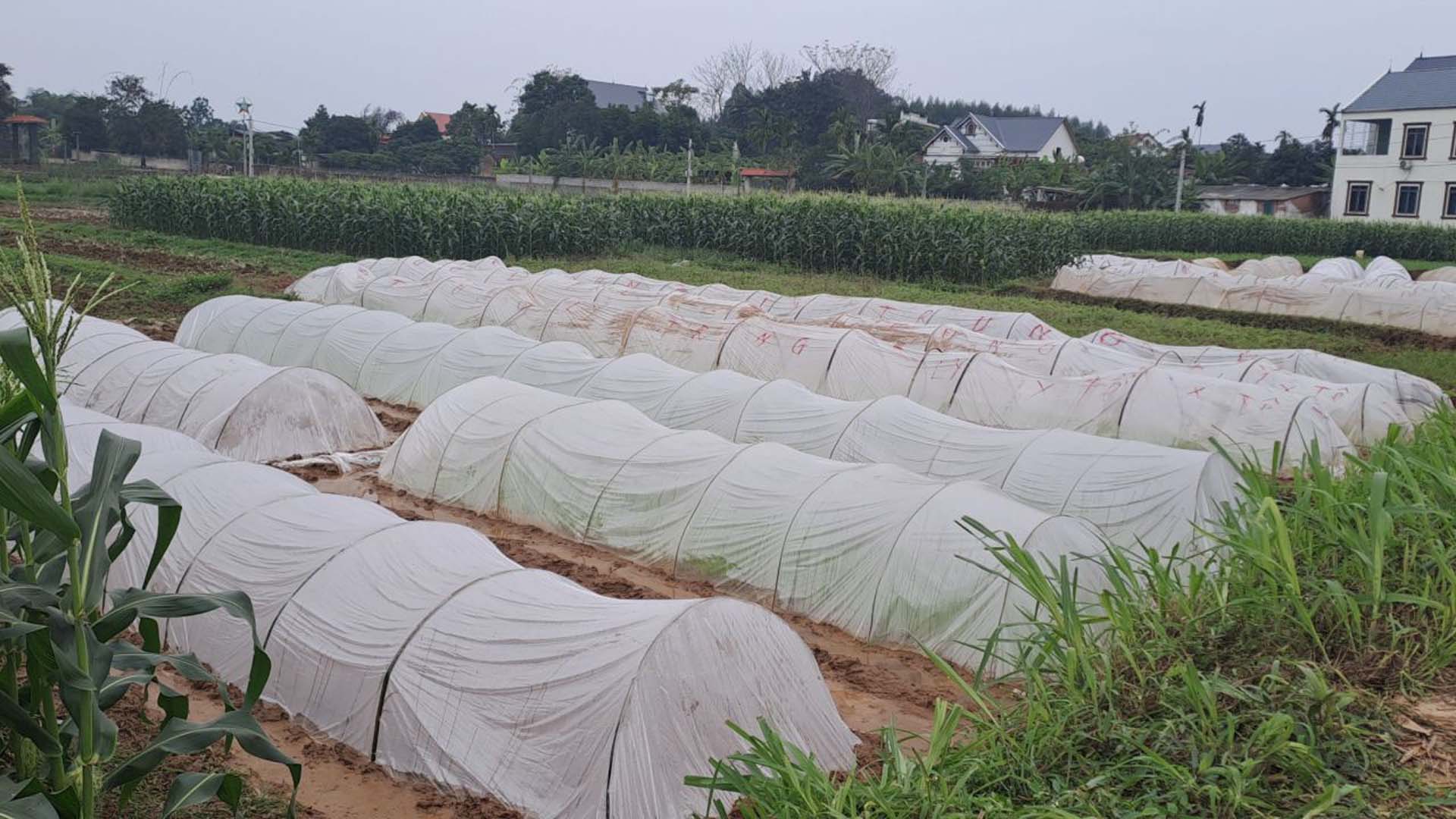 Bắc Giang: Hướng dẫn kỹ thuật phòng chống rét cho cây lúa giai đoạn mạ vụ Xuân
