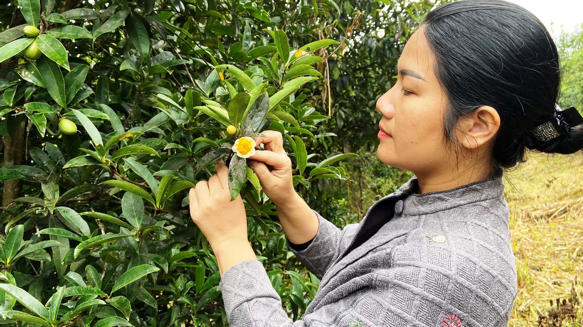 Bắc Giang: Phương pháp chăm sóc trà hoa vàng đạt năng suất, chất lượng cao