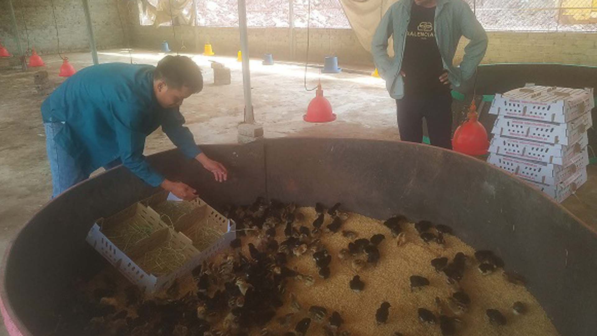 Bắc Giang: Kinh nghiệm nhận biết và xử lý khi gà con giống bị mất nước