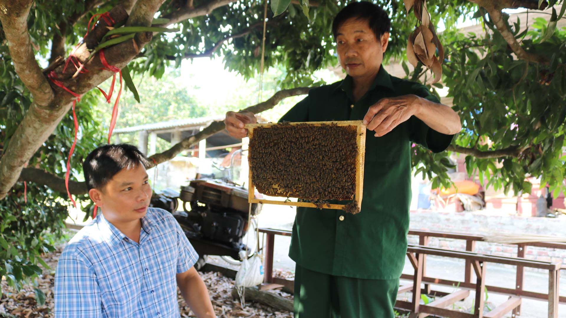 Bắc Giang: Những lưu ý quan trọng khi nuôi ong nội Apis cerana