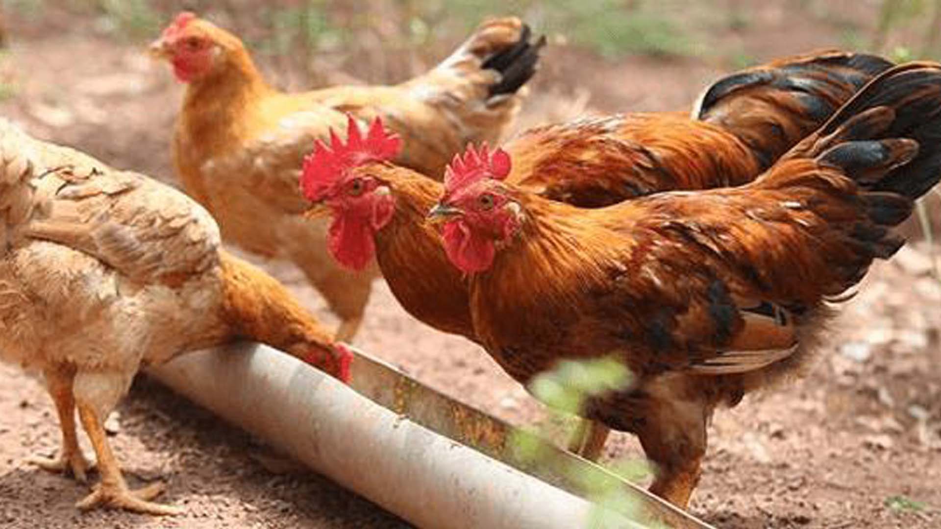 Bắc Giang: Một số yêu cầu về chuồng trại, giống trong chăn nuôi gà hữu cơ