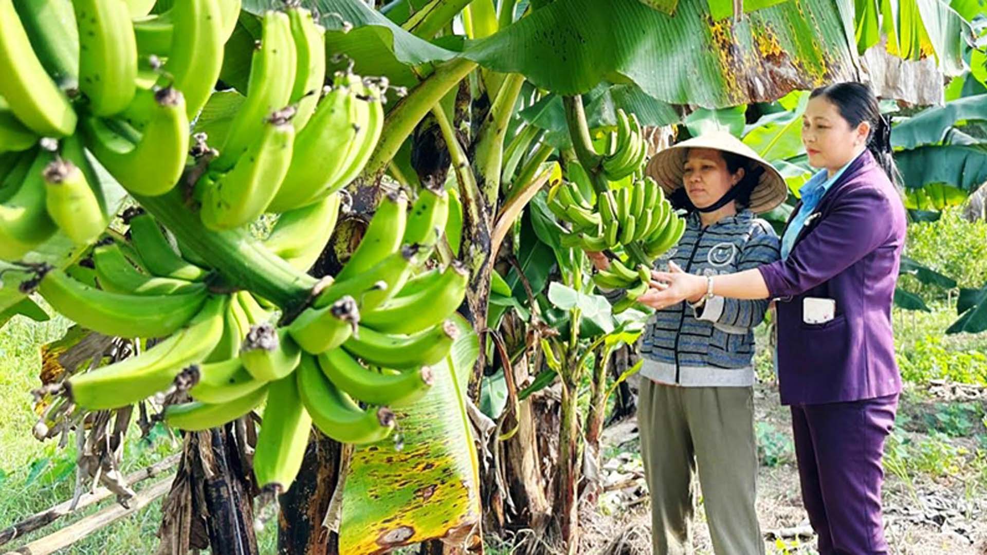 Thừa Thiên Huế: Thu nhập khá từ vườn ao chuồng
