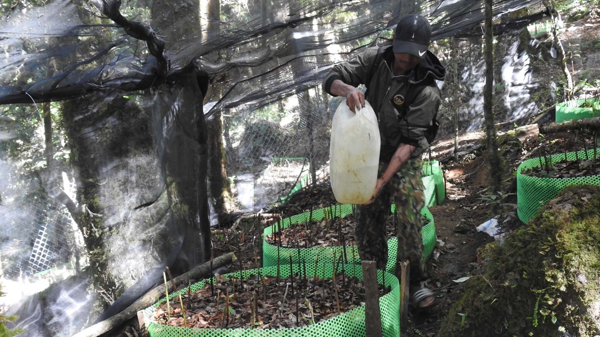 Kon Tum: Cõng nước lên rừng tưới cây thuốc