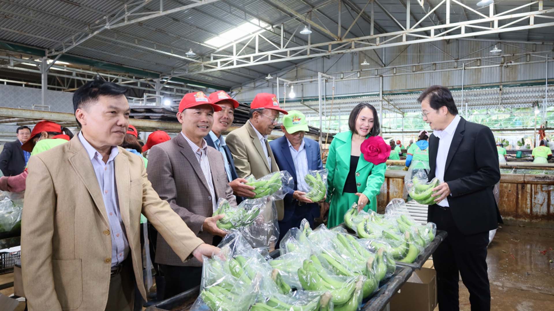 Đắk Lắk: Xuất khẩu chính ngạch 6 tấn chuối đầu năm Giáp Thìn