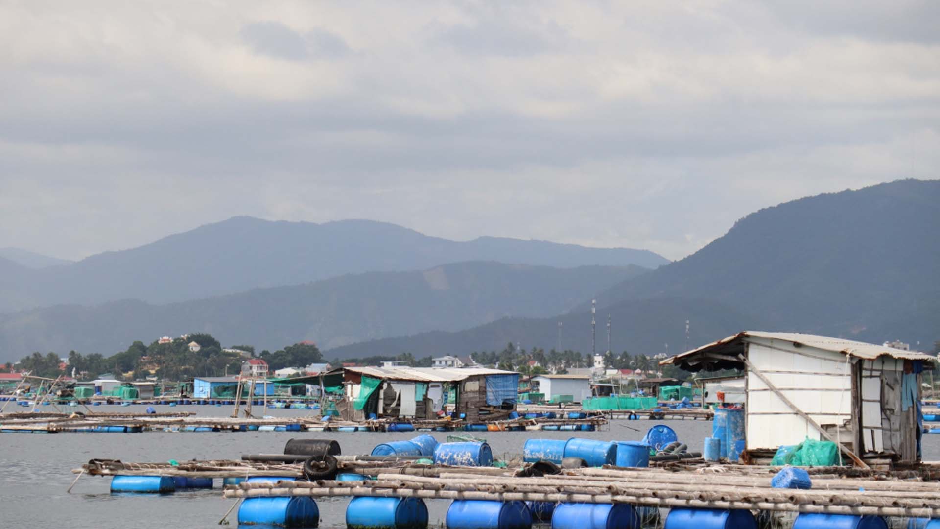 Khánh Hòa: Tăng cường quản lý nuôi trồng thủy sản