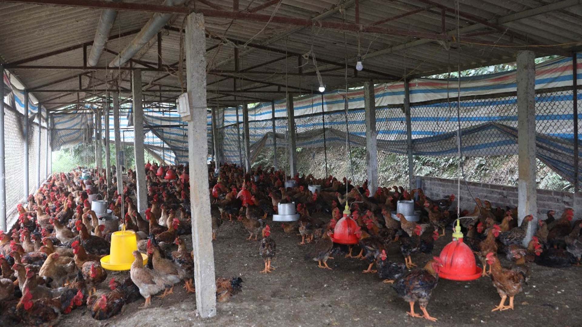 Vĩnh Phúc: Người chăn nuôi xã Nhân Đạo chủ động tái đàn gia cầm sau dịp Tết Nguyên đán năm 2024
