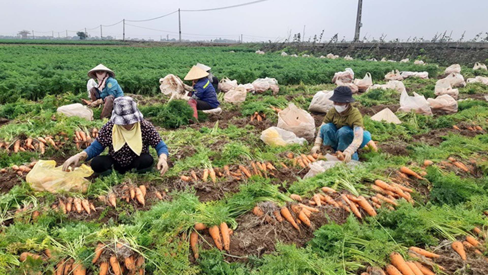 Hải Dương: Nông dân tích cực thu hoạch cà rốt vụ Đông 2023 - 2024