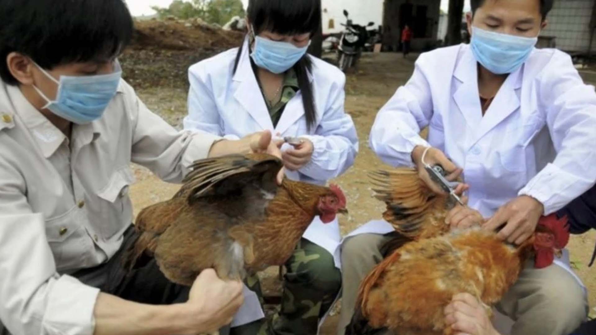 Hưng Yên: Tăng cường công tác phòng, chống dịch bệnh cúm gia cầm
