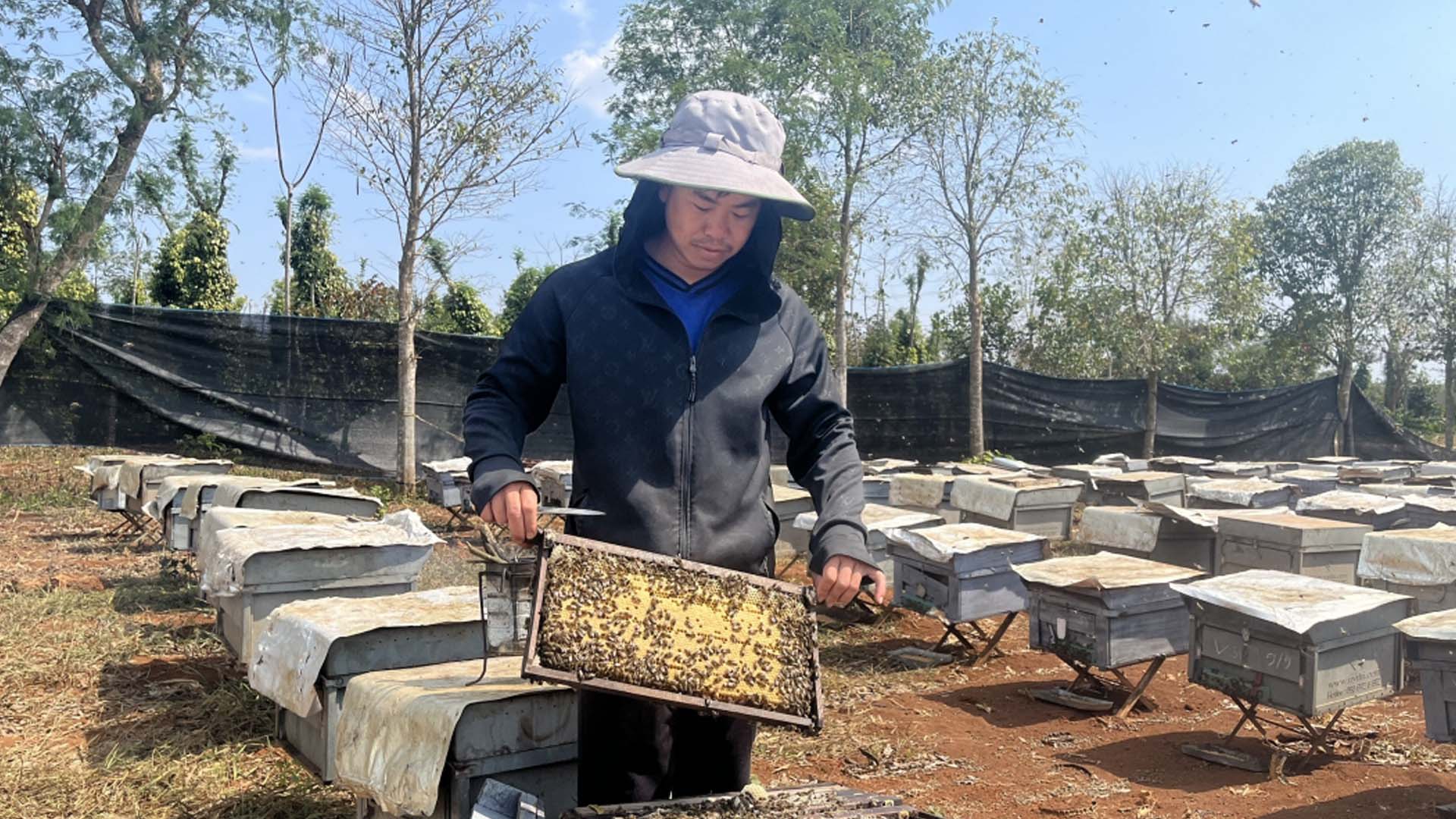 Đắk Lắk: Nâng cao thu nhập từ nghề nuôi ong lấy mật