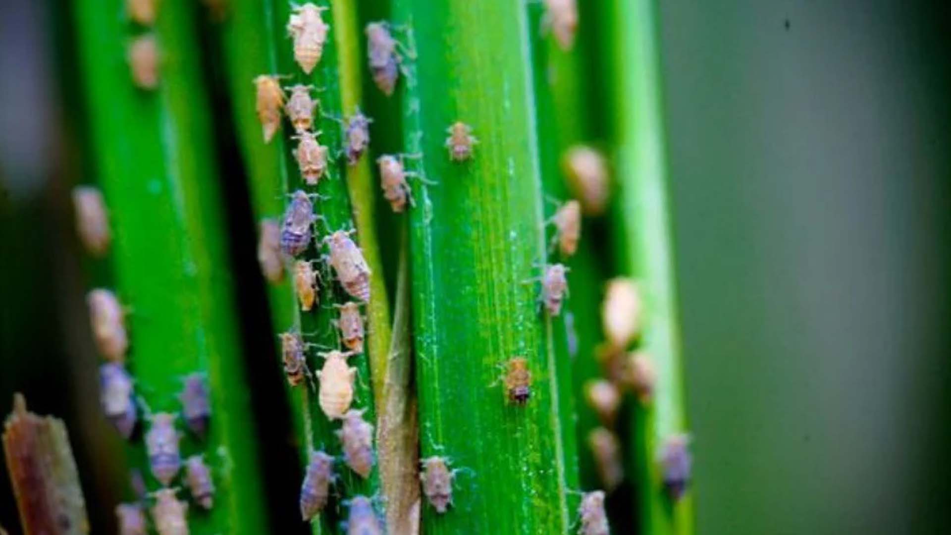Khánh Hòa: Ninh Hòa khuyến cáo cẩn trọng với rầy nâu hại lúa