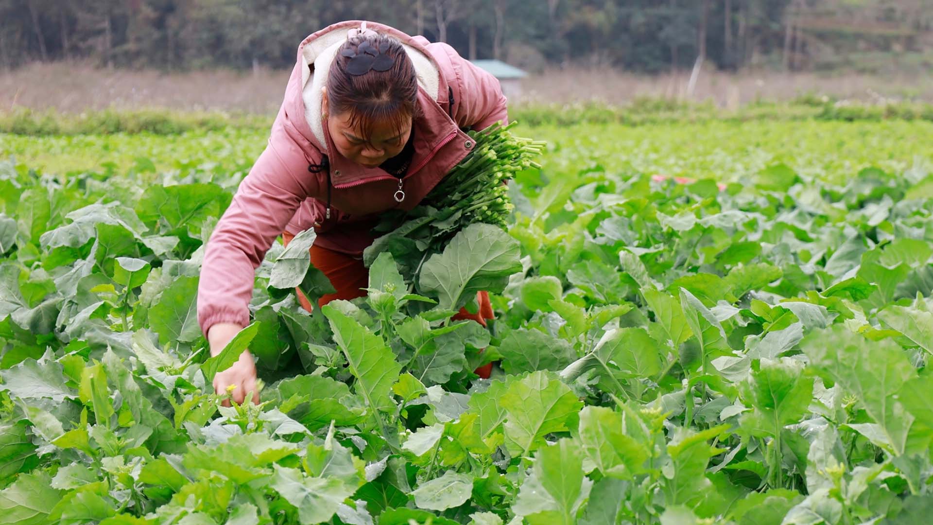 Lào Cai: Nông dân thu nhập cao từ cây trồng vụ đông
