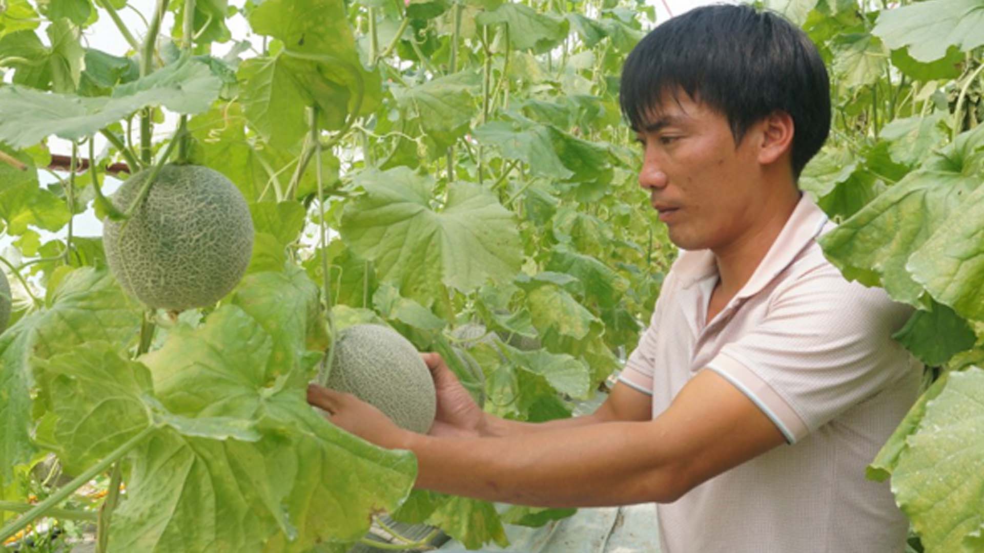 Ninh Thuận: Hướng đến phát triển nông nghiệp hữu cơ ở Ninh Sơn