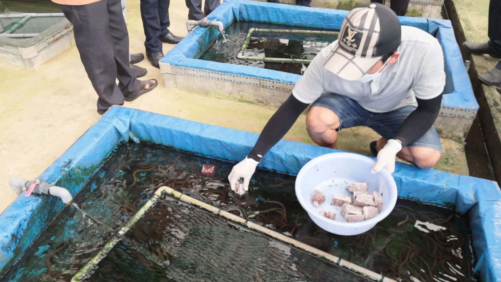 Tây Ninh: Nuôi lươn sinh sản kết hợp trùn chỉ đỏ tiết kiệm chi phí, gia tăng lợi nhuận