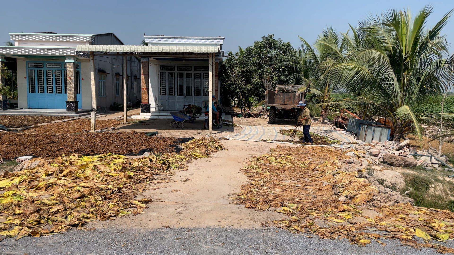 Tây Ninh: Giá thuốc lá nguyên liệu tăng, người dân Hảo Đước phấn khởi thu hoạch