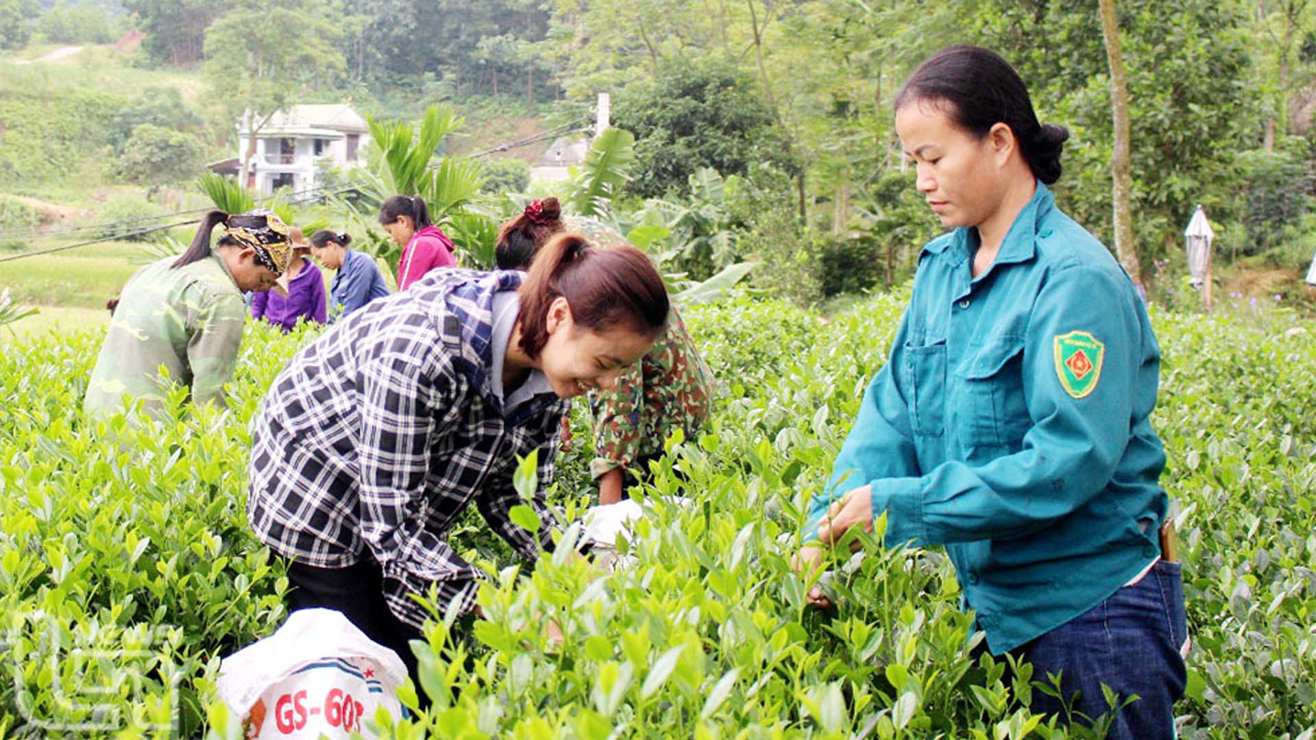 Thái Nguyên: Phú Lương chuyển đổi 206 ha cây trồng trên đất trồng lúa