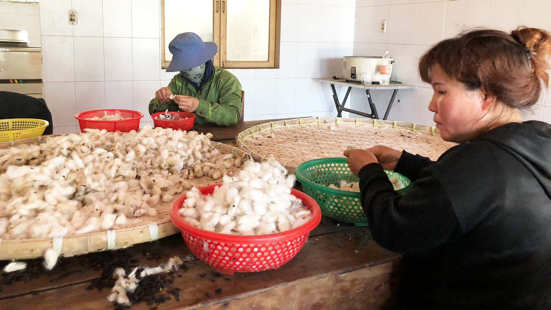 Lâm Đồng: Nuôi tằm sắn xuất khẩu thịt
