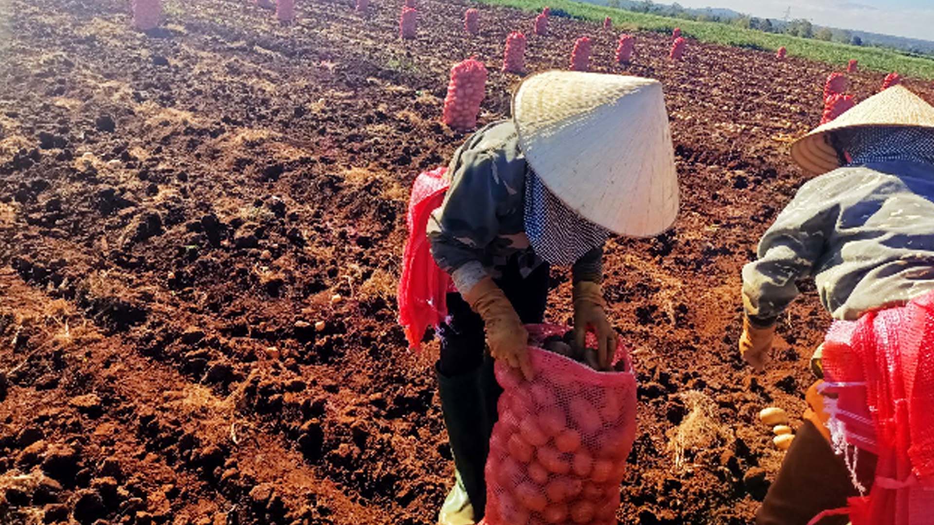 Đắk Lắk: Mô hình sản xuất khoai tây bền vững gắn với tiêu thụ sản phẩm