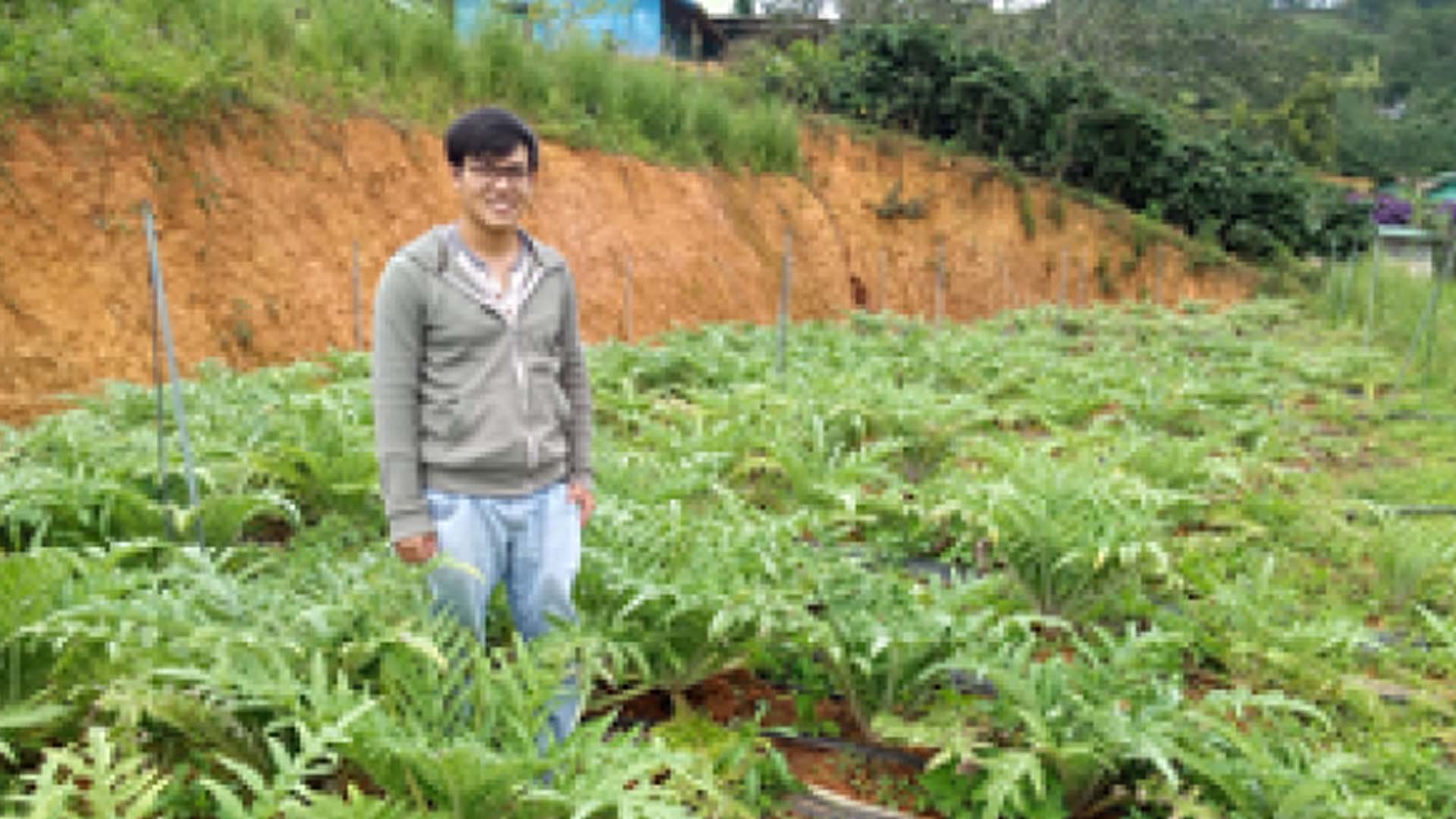 Lâm Đồng: Khởi nghiệp từ trồng cây atiso theo hướng hữu cơ