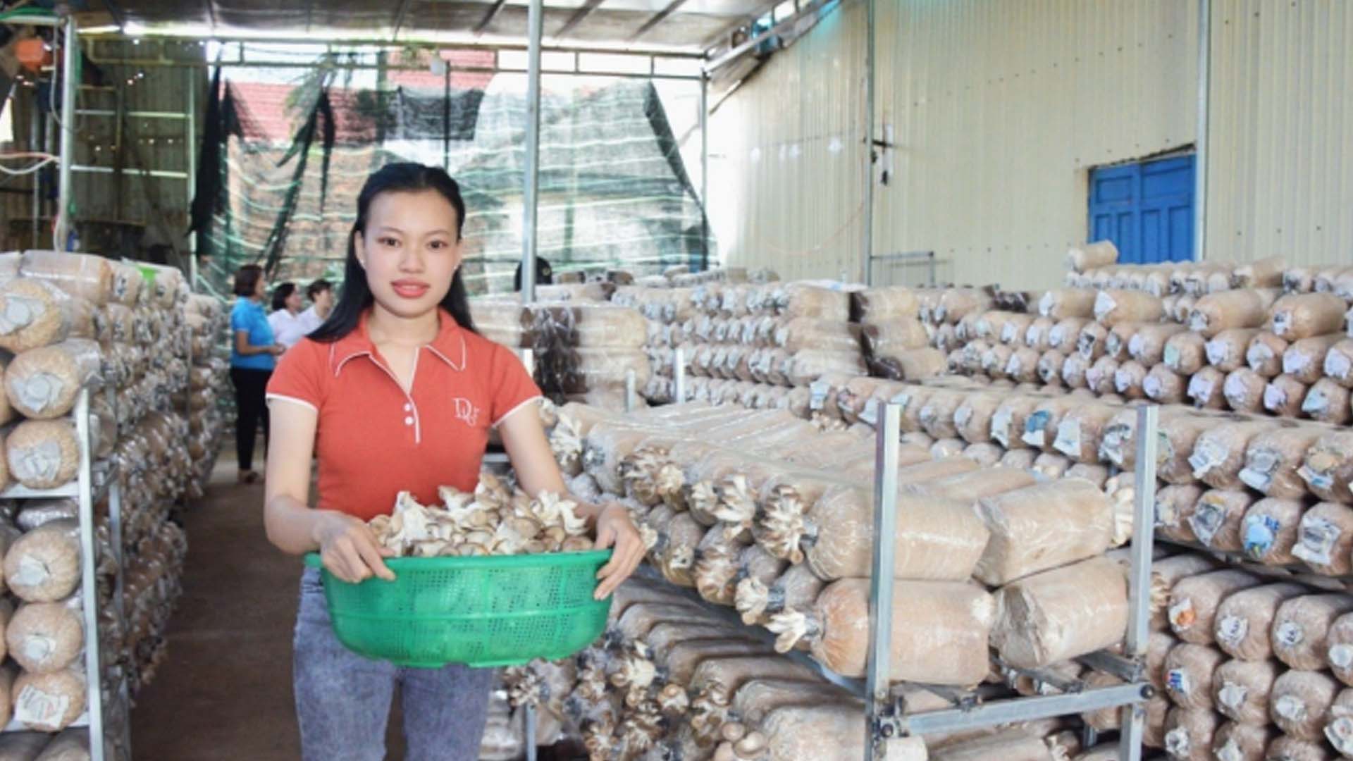 Quảng Ngãi: Người phụ nữ khởi nghiệp từ trồng nấm bào ngư