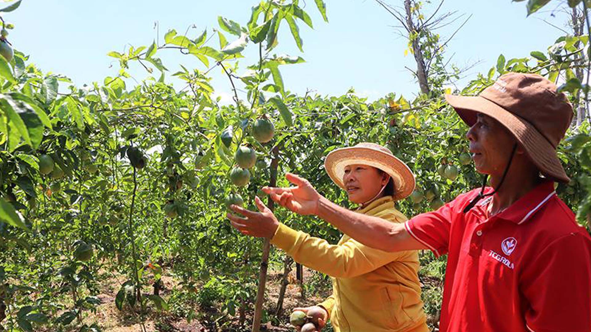 Đắk Lắk: Tín hiệu vui cho người trồng chanh dây