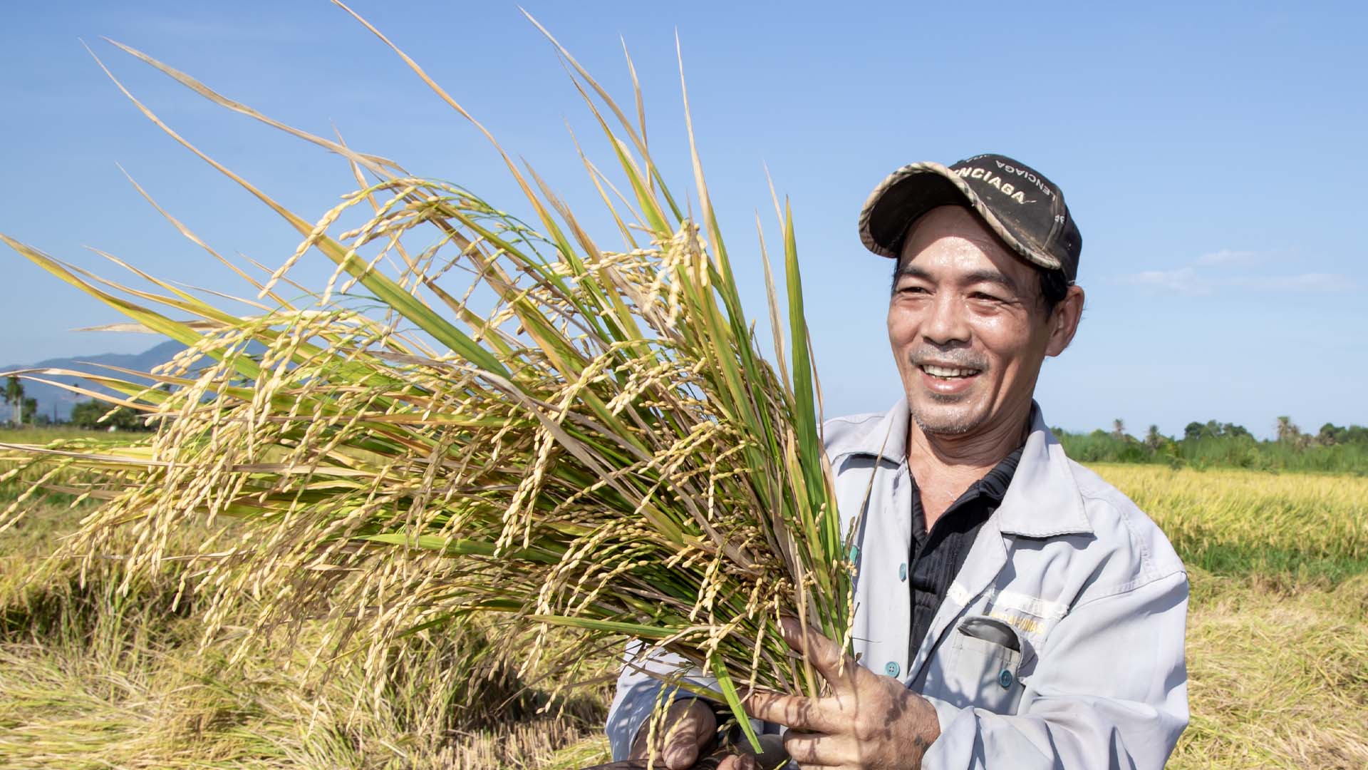 Khánh Hòa: Đẩy mạnh sản xuất, kinh doanh, xuất khẩu lúa, gạo bền vững