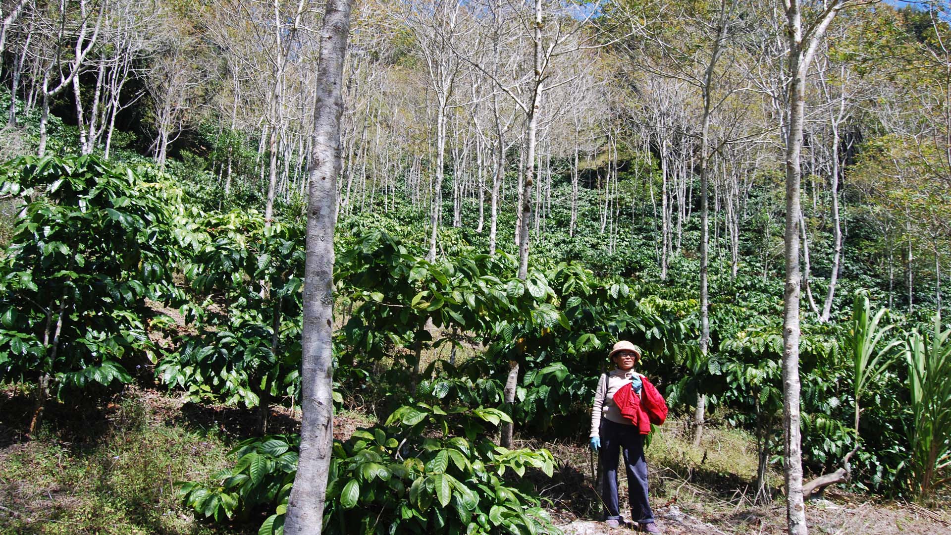 Lâm Đồng: Cà phê VietGAP dưới tán rừng