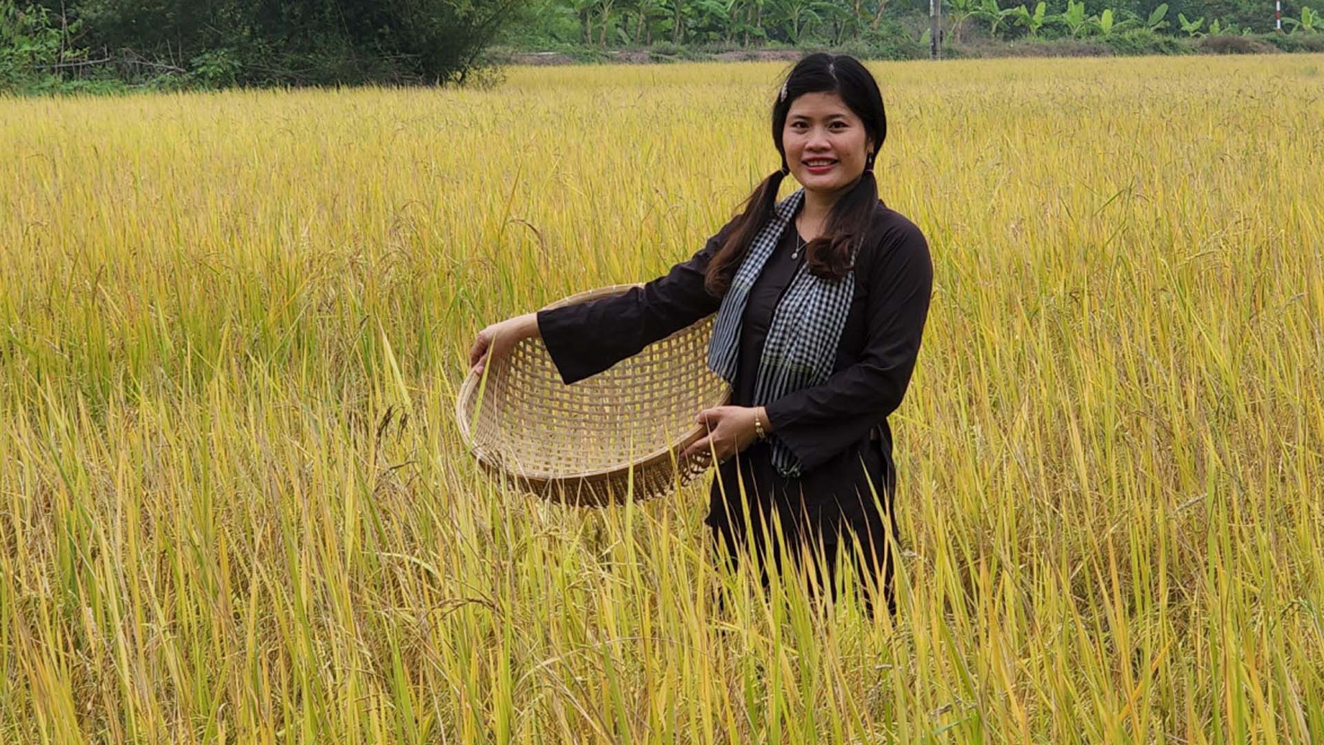 Long An: Đưa gạo ngon nhất thế giới về quê hương