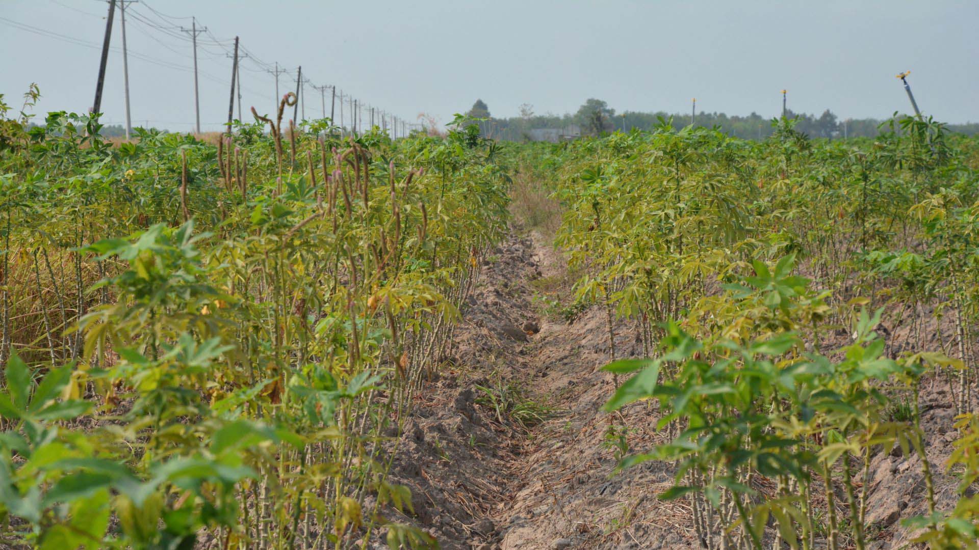 Tây Ninh: Tân Châu nắng nóng, nhiều diện tích khoai mì bị nhện đỏ gây hại