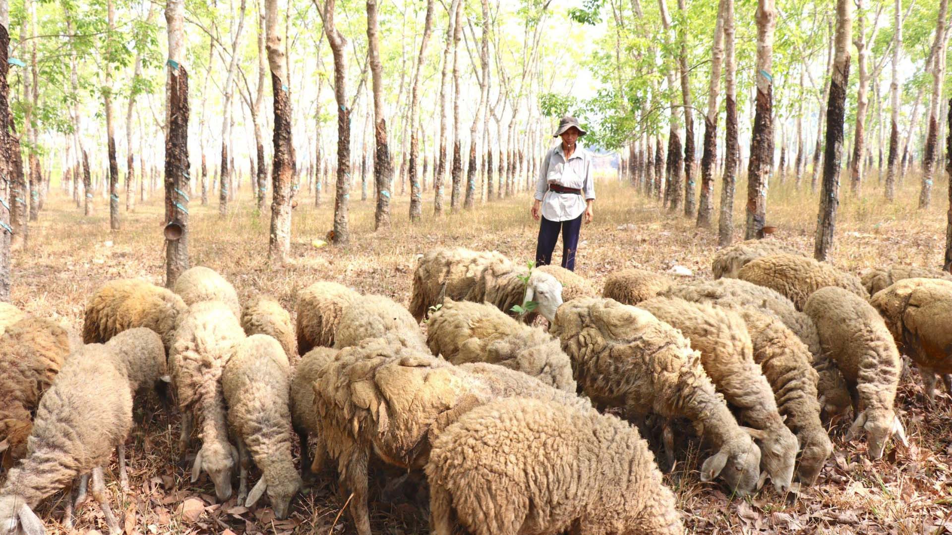 Tây Ninh: Độc đáo mô hình chăn nuôi cừu ở Bến Củi