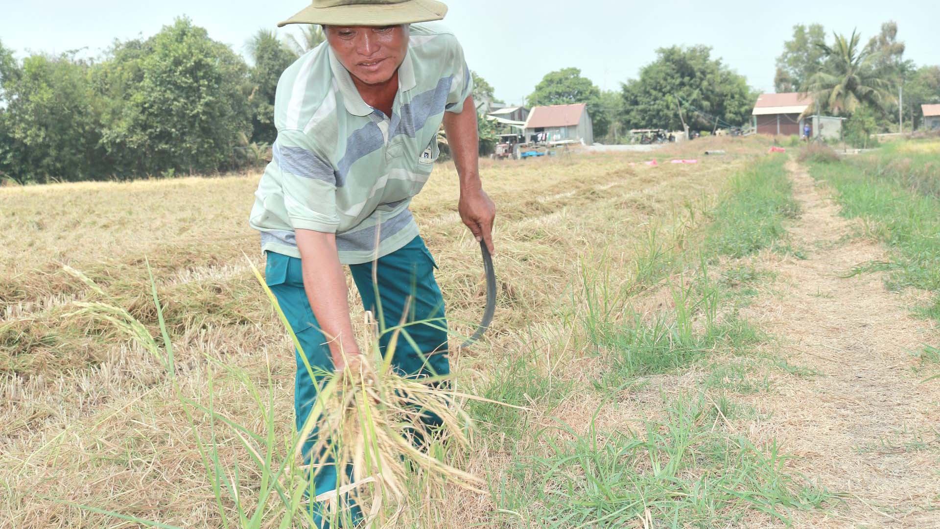 Tây Ninh: Ngậm ngùi thu hoạch lúa bị đổ ngã