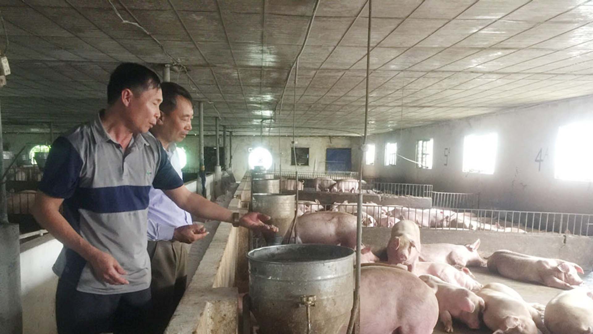 Thái Nguyên: Làm giàu từ chăn nuôi gia công