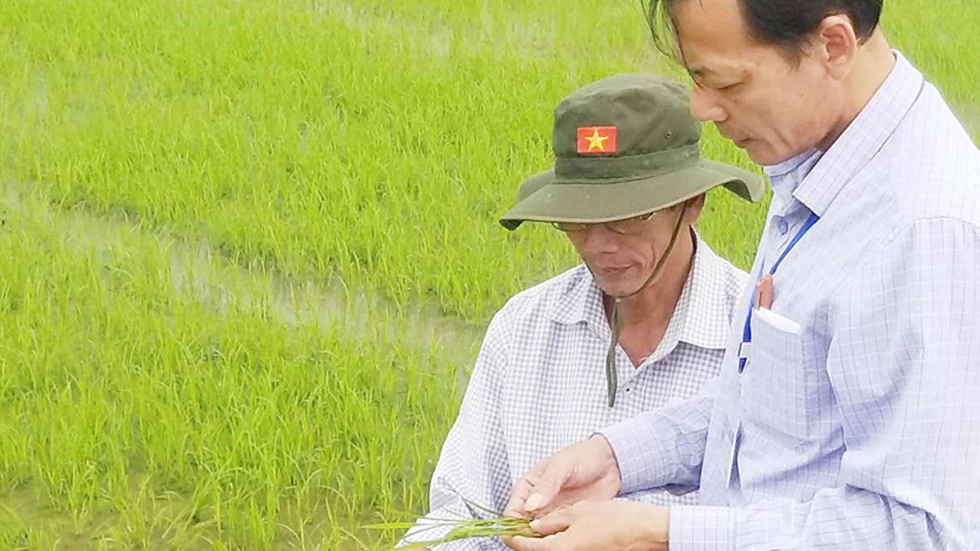 Thừa Thiên Huế: Nhiều diện tích lúa bị sâu bệnh gây hại